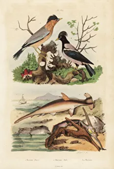 Rosy Collection: Smooth hammerhead shark, hammer oyster, brahminy