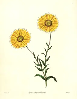 Smooth Prints: Smooth layia, Layia chrysanthemoides