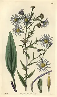 Daisy Prints: Smooth-leaved michaelmas daisy, Aster laevigatus