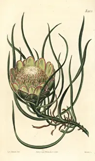 Curtis Prints: Smooth-leaved sugarbush, Protea laevis
