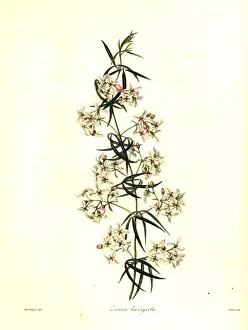 Smooth leaved zieria, Zieria laevigata