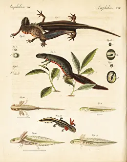 Eggs Prints: Smooth newt, Lissotriton vulgaris