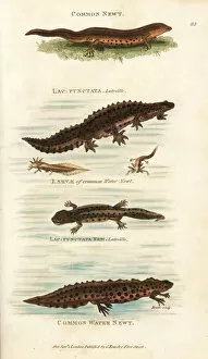 Amphibia Collection: Smooth newt, male, female and larvae, Lissotriton vulgaris