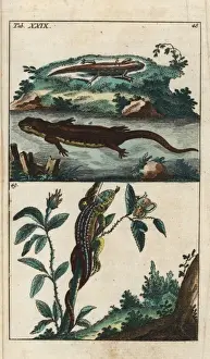 Encyclopediaofnaturalhistory Amphibia Prints: Smooth newt and sand lizard