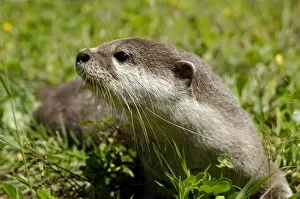 Sanctuary Gallery: Smooth otter - tame animal living in Labuk Bay