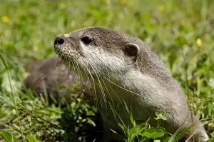 Otter Prints: Smooth otter - tame animal living in Labuk Bay