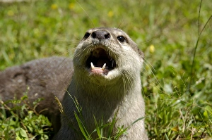 Smooth otter - tamed wild animal, plays with visitors Smooth otter - tamed wild animal, plays with visitors