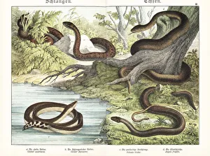 Herpetology Prints: Smooth snake, Aesculapian snake, yellowbelly seasnake and slow w