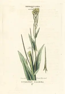 Smooth Prints: Smooth tower mustard, Turritis glabra