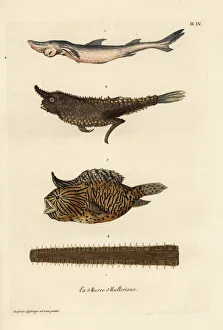 Antilles Collection: Smoothhand shark, angler fish, burrfish and sawfish bill