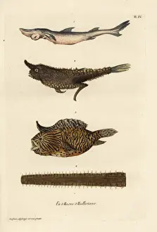 Smoothhand shark, angler fish, burrfish and sawfish bill