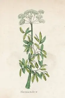 Smyrnium Olusatrum
