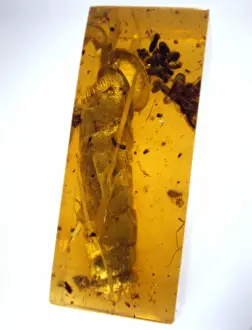 Resin Prints: Snail in Burmese amber
