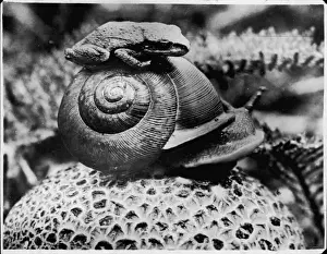 The Snail & the Frog