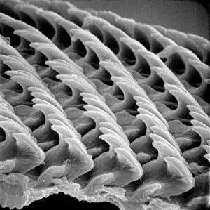 Scanning Electron Microscope Collection: Snail teeth