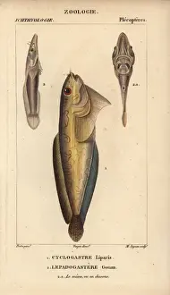Snailfish, Cyclogasterus liparis, and clingfish