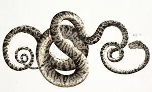 Serpentes Gallery: Snake by Albertus Seba