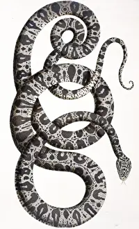 Snake by Albertus Seba