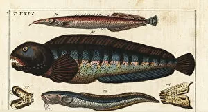 Snake blenny, lesser spiny eel and wolf fish