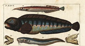 Snake blenny, lesser spiny eel and wolf fish Snake blenny, lesser spiny eel and wolf fish