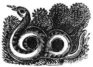 Serpents Prints: Snake, c. 1800