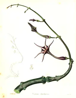 Creeper Prints: Snake creeper, Ceropegia stapeliiformis