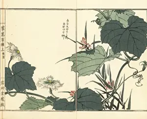 Gardenflower Prints: Snake gourd flower, and lesser ricefield sedge grass