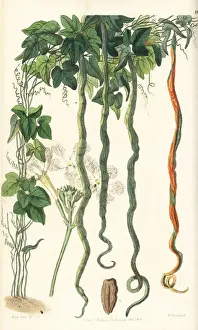 Snake gourd, Trichosanthes cucumerina