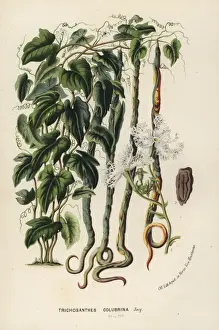 Snake gourd, Trichosanthes cucumerina