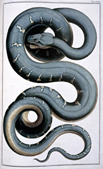 Albertus Seba Gallery: Snake illustration by Albertus Seba