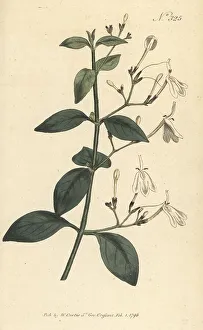 Stephen Couchman Prints: Snake jasmine, Rhinacanthus nasutus