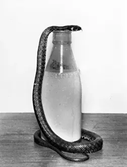 Dairies Prints: Snake with a milk bottle