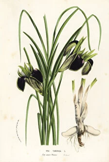 Widow Gallery: Snake s-head or widow iris, Iris tuberosa
