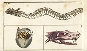 Herpetology Prints: Snake skeleton, skull and young snake in egg