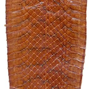 Serpentes Gallery: Snake skin
