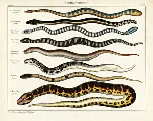 Crowned Gallery: Snake species