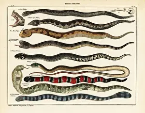 Snake species