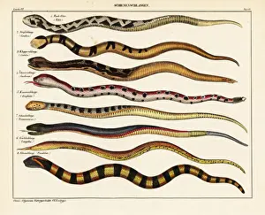 Snake species