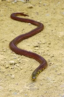 Amphibians Collection: A snake (unidentified) on a road to Borneo Rainforest