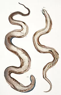 Reptilia Gallery: Snakes by Albertus Seba