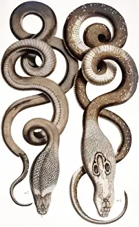 Snakes by Albertus Seba