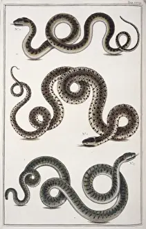 Snakes by Albertus Seba