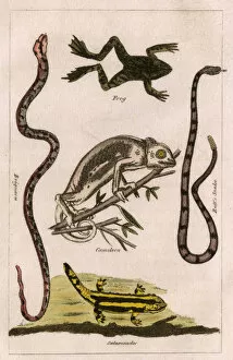 Snakes, A Chameleon, a frog and a salamander