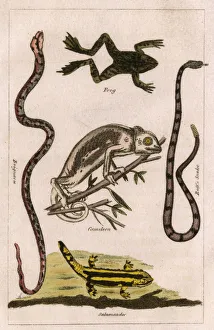 Images Dated 9th November 2017: Snakes, A Chameleon, a frog and a salamander