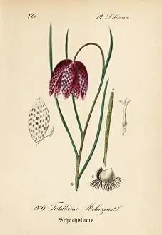Flora Prints: Snakes head fritillary, Fritillaria meleagris