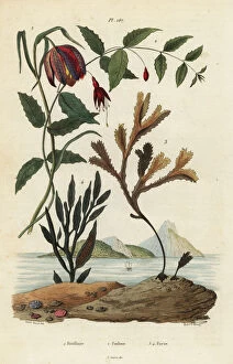 Fuchsia Collection: Snakes head fritillary, hummingbird fuchsia and seaweeds