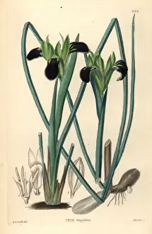 Edwin Prints: Snakes head iris, Hermodactylus tuberosus