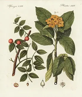 Bilderbuchfurkinder Prints: Snakewood, Strychnos colubrina, and sebesten