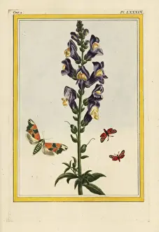 Curieuses Prints: Snapdragon, Antirrhinum majus