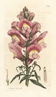 Snapdragon, Antirrhinum majus